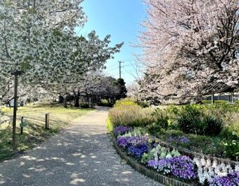 お花見ラン　浦安市内桜巡礼